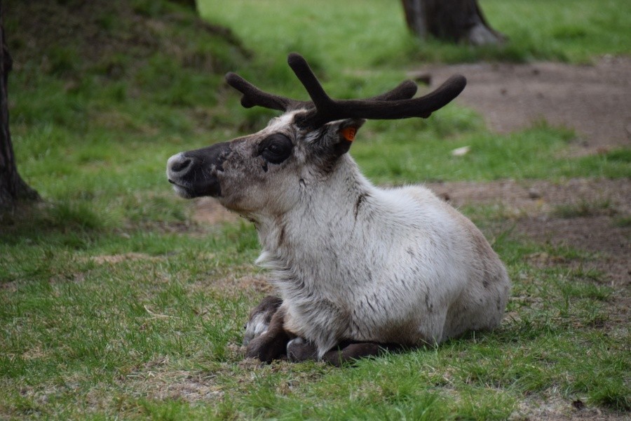 Bures boahtin – Sápmi